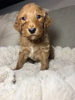 Winton, a male Goldendoodle for sale in Gainesville, FL – 5 of 9