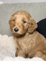 Teddy, a male Goldendoodle for sale in Gainesville, FL – 8 of 10