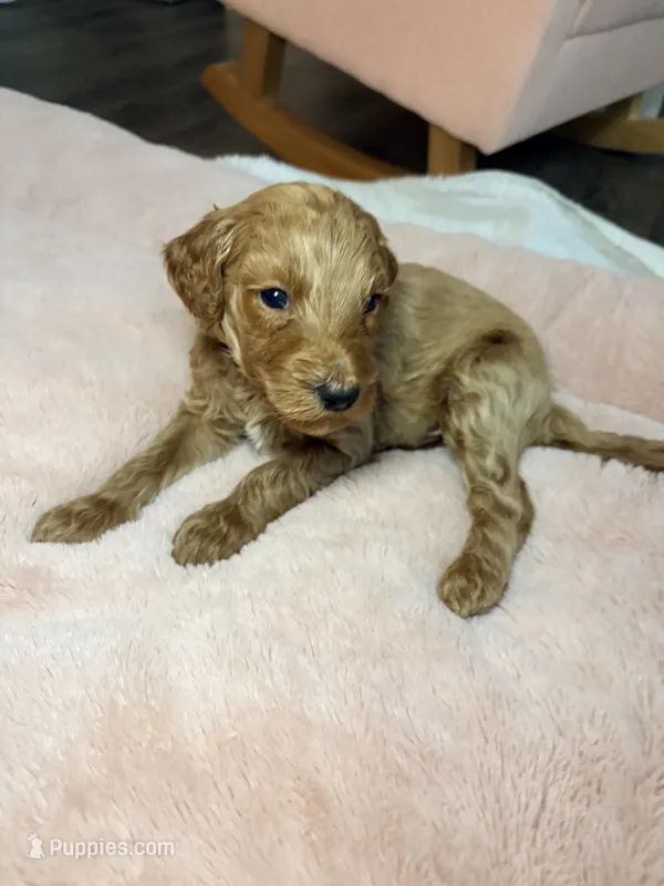 Winton – Goldendoodle puppy for sale in Trenton, FL