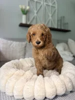 Honey, a female Goldendoodle for sale in Gainesville, FL – 3 of 8