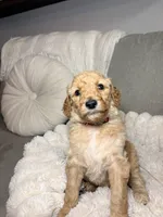 Penny, a female Goldendoodle for sale in Gainesville, FL – 6 of 10