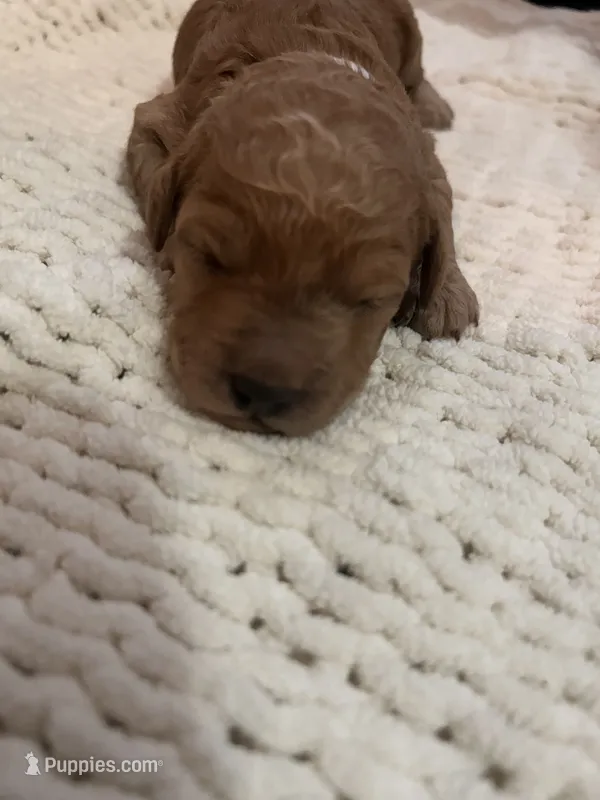White  – Goldendoodle puppy for sale in Trenton, FL