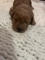 White , a female Goldendoodle for sale in Trenton, FL – 1 of 5