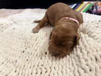 Light Pink, a female Goldendoodle for sale in Trenton, FL – 4 of 5