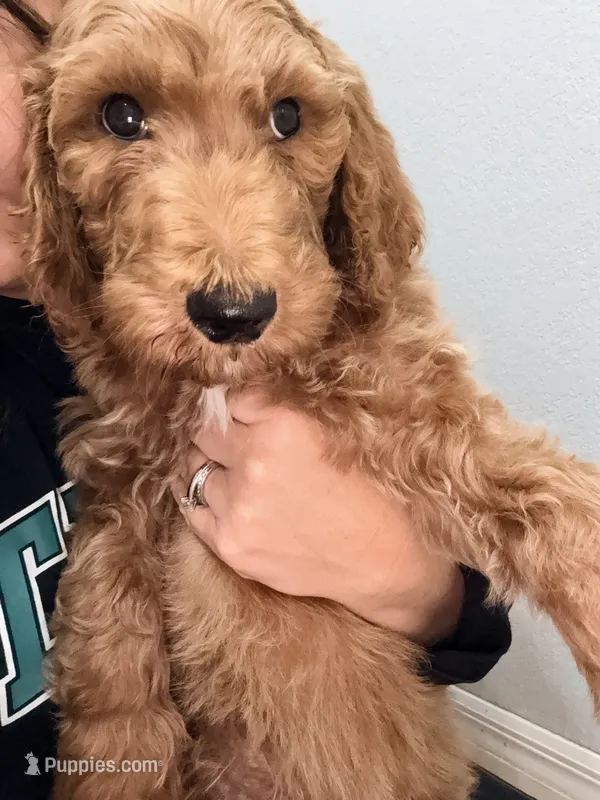 Winton – Goldendoodle puppy for sale in Gainesville, FL