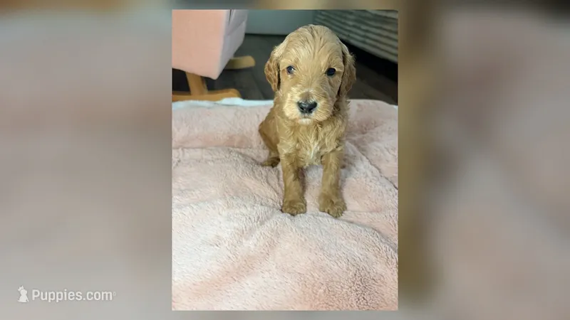 Milo – Goldendoodle puppy on hold in Gainesville, FL