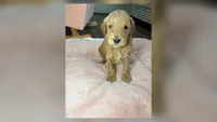 Milo, a male Goldendoodle for sale in Gainesville, FL – 1 of 9