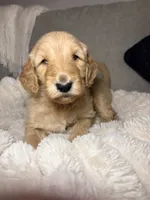 Murphy, a male Goldendoodle for sale in Gainesville, FL – 8 of 10