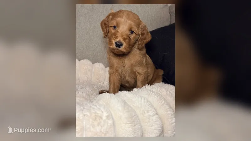 Teddy – Goldendoodle puppy for sale in Gainesville, FL
