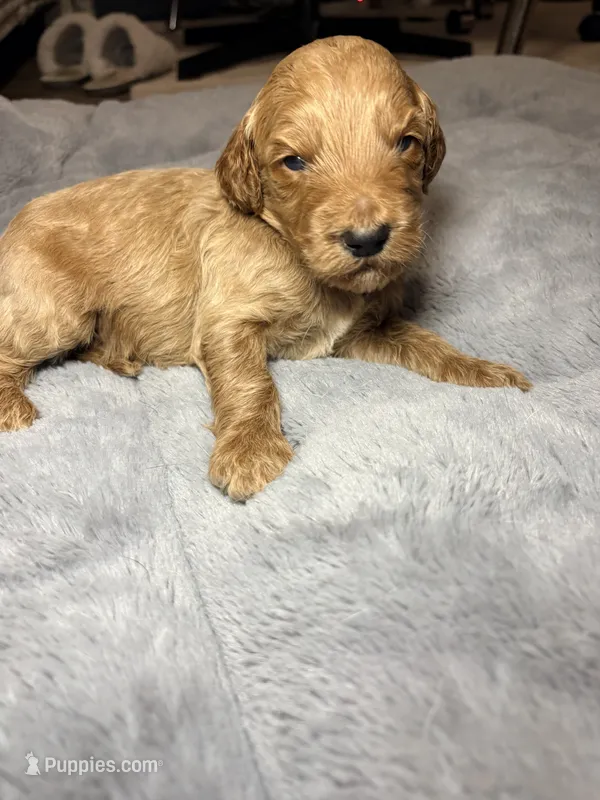 Winton – Goldendoodle puppy for sale in Trenton, FL