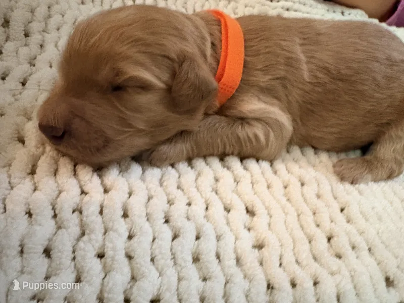 Orange  – Goldendoodle puppy for sale in Trenton, FL