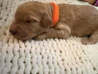 Orange , a male Goldendoodle for sale in Trenton, FL – 1 of 4