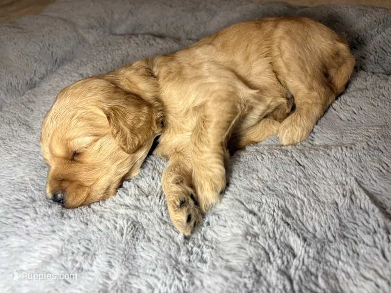 Ollie – Goldendoodle puppy for sale in Trenton, FL