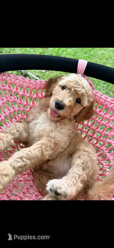 Penny – Goldendoodle puppy for sale in Gainesville, FL