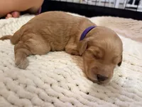 Purple, a female Goldendoodle for sale in Trenton, FL – 1 of 4