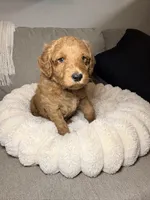 Honey, a female Goldendoodle for sale in Gainesville, FL – 5 of 6