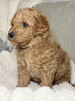 Millie, a female Goldendoodle for sale in Gainesville, FL – 5 of 9