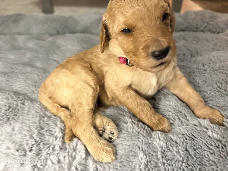 Penny – Goldendoodle puppy for sale in Trenton, FL