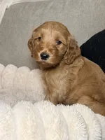 Teddy, a male Goldendoodle for sale in Gainesville, FL – 7 of 10