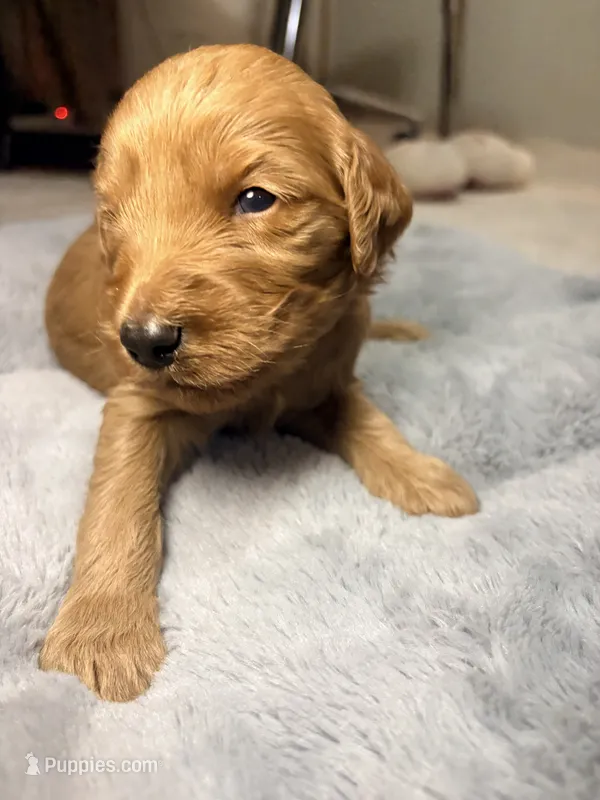 Teddy – Goldendoodle puppy for sale in Trenton, FL