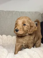 Teddy, a male Goldendoodle for sale in Gainesville, FL – 6 of 10