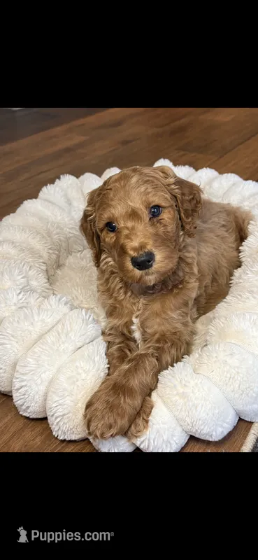 Winton – Goldendoodle puppy for sale in Gainesville, FL