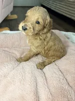 Milo, a male Goldendoodle for sale in Gainesville, FL – 6 of 9