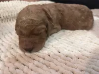 Light blue, a male Goldendoodle for sale in Trenton, FL – 2 of 3