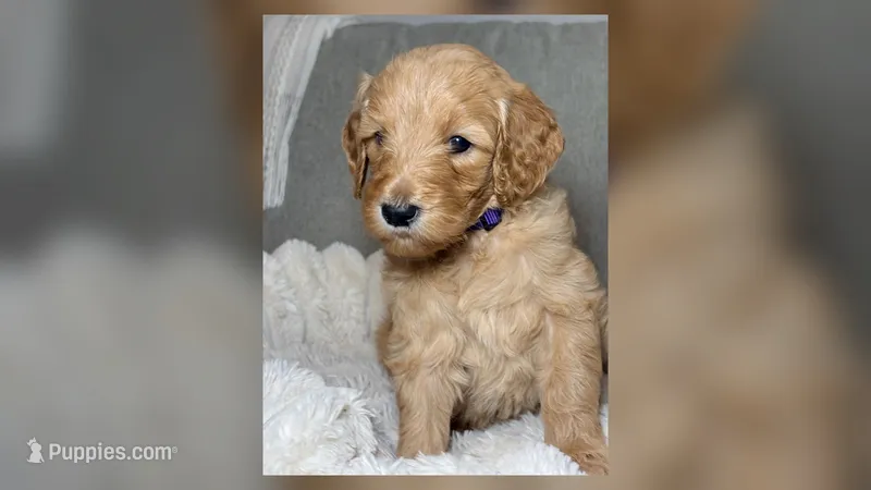Chloe – Goldendoodle puppy for sale in Gainesville, FL