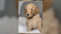 Chloe, a female Goldendoodle for sale in Gainesville, FL – 1 of 7