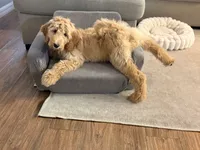 Murphy, a male Goldendoodle for sale in Gainesville, FL – 3 of 4