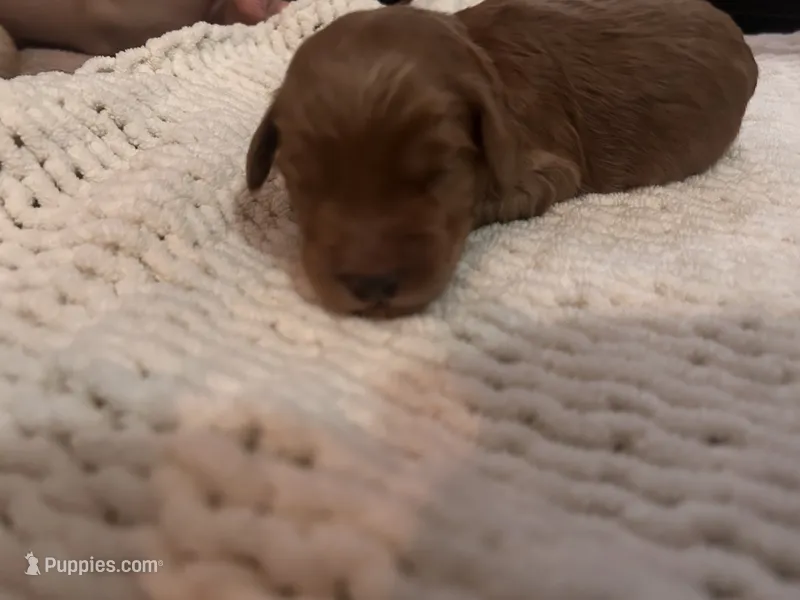 Brown – Goldendoodle puppy for sale in Trenton, FL