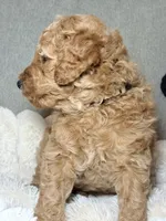 Millie, a female Goldendoodle for sale in Gainesville, FL – 9 of 9