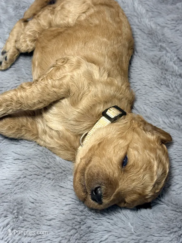 Millie – Goldendoodle puppy for sale in Trenton, FL