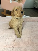 Moose, a male Goldendoodle for sale in Trenton, FL – 3 of 3