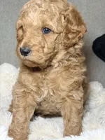 Millie, a female Goldendoodle for sale in Gainesville, FL – 6 of 9