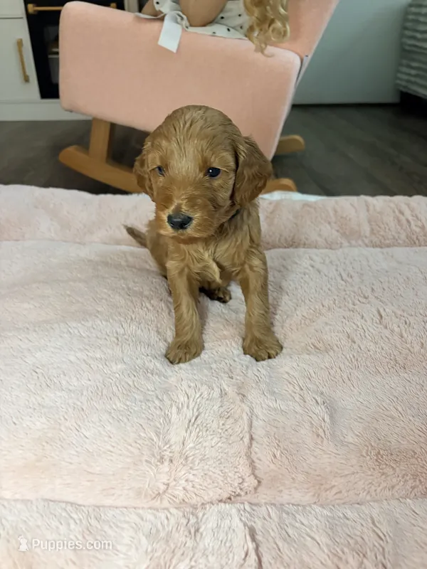 Teddy – Goldendoodle puppy for sale in Trenton, FL