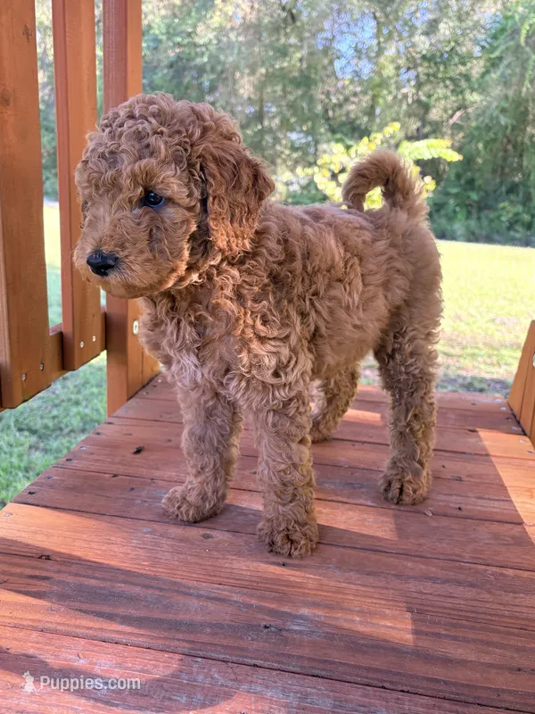 Millie – Goldendoodle puppy for sale in Gainesville, FL