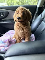 Honey, a female Goldendoodle for sale in Gainesville, FL – 2 of 3