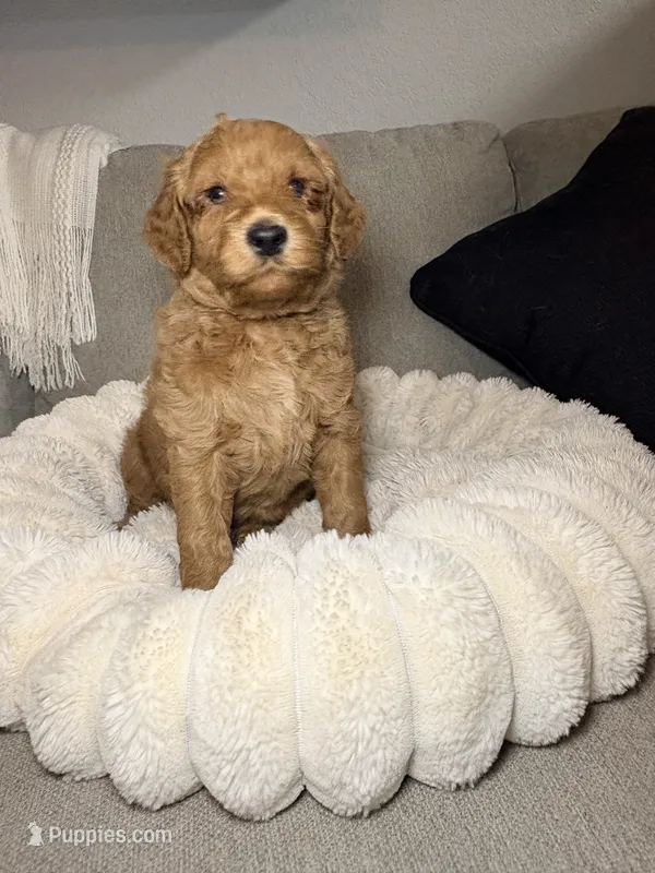 Honey – Goldendoodle puppy for sale in Trenton, FL