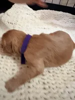 Purple, a female Goldendoodle for sale in Trenton, FL – 2 of 4