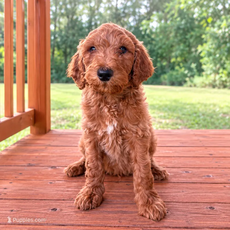 Winton – Goldendoodle puppy for sale in Gainesville, FL