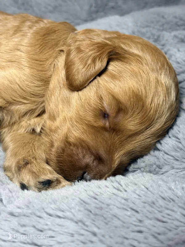 Teddy – Goldendoodle puppy for sale in Trenton, FL