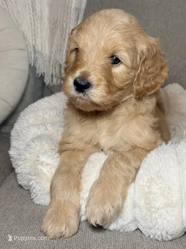 Ollie – Goldendoodle puppy for sale in Trenton, FL