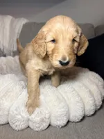 Murphy, a male Goldendoodle for sale in Gainesville, FL – 10 of 10