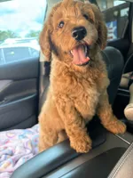 Honey, a female Goldendoodle for sale in Gainesville, FL – 3 of 3