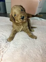 Toby, a male Goldendoodle for sale in Gainesville, FL – 3 of 6