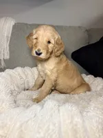 Murphy, a male Goldendoodle for sale in Gainesville, FL – 5 of 10