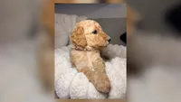 Penny, a female Goldendoodle for sale in Gainesville, FL – 1 of 10
