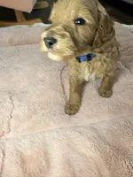 Milo, a male Goldendoodle for sale in Gainesville, FL – 4 of 9
